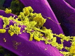 Вчені знайшли причину падіння стародавніх цивілізацій