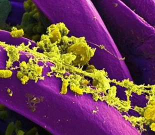 Вчені знайшли причину падіння стародавніх цивілізацій