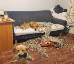 Лабрадорам вистачило лише однієї години, щоб розпорошити диван
