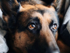 В Італії скоротять опалювальний сезон і знизять температуру в батареях