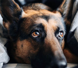 В Італії скоротять опалювальний сезон і знизять температуру в батареях