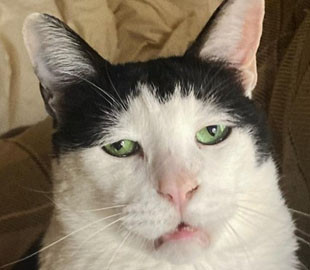 Японський кіт Панчо прославився в мережі своєю сумною мордочкою