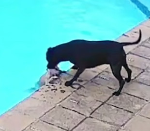 Большой пес спас крошечного шпица из бассейна и стал героем