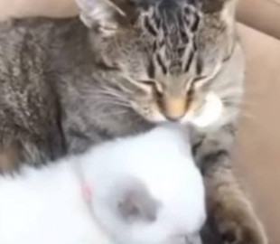 Котенку подарили «сестренку»: малыши трогательно обнялись