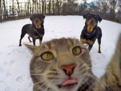 Забавный кот, который делает селфи лучше, чем человек