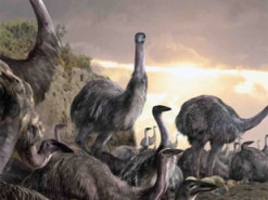 Вчені з’ясували, що тисячу років тому людина знищила два легендарні види мадагаскарських тварин