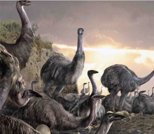 Вчені з’ясували, що тисячу років тому людина знищила два легендарні види мадагаскарських тварин