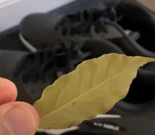 Як за допомогою лаврового листя позбутися неприємного запаху із взуття: народний рецепт