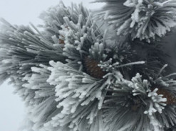 В соцсетях публикуют фото и видео первого снега на Ай-Петри