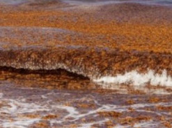 Видно із космосу. На Флориду рухається "ковдра гнилі" вагою 20 млн тонн і розміром 8 000 км