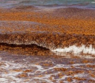 Видно із космосу. На Флориду рухається "ковдра гнилі" вагою 20 млн тонн і розміром 8 000 км