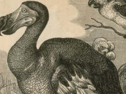 Бідний додо. Вчені розповіли, як збираються воскресити вимерлого птаха