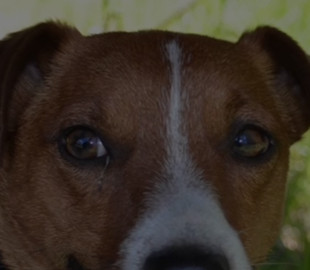 4,5 кг сміливості: у пса-піротехніка Патрона з’явився профіль у TikTok