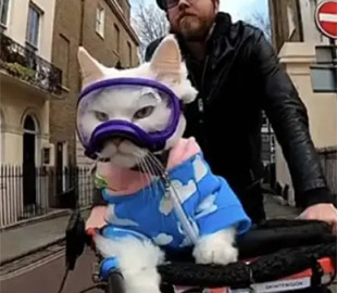 Глуха кішка принесла звільненому програмісту славу, гроші та успіх у жінок