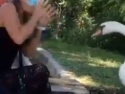 Лебідь "навчив" дівчину правильно носити маску: відео підкорює мережу