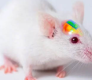 Учёные смогли управлять живой мышью через приложение для смартфона