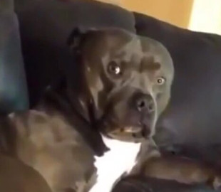 В сети смеются над вирусным видео с реакцией пса на пение хозяйки