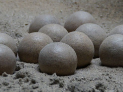 Камінь, що містить агат, виявився яйцем динозавра, якому 60 млн років