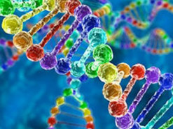 Вчені відтворили геном загального предка всіх ссавців