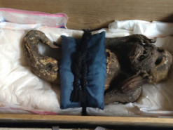 Талановитий фейк. Учені розкрили таємницю стародавньої мумії русалки