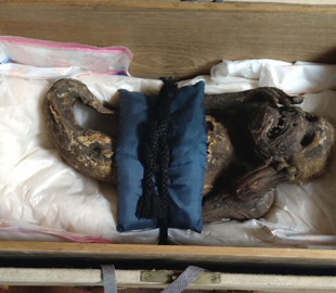 Талановитий фейк. Учені розкрили таємницю стародавньої мумії русалки