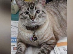 Чиновник добивался "увольнения" кота и сам лишился работы