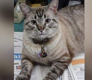 Чиновник добивался "увольнения" кота и сам лишился работы