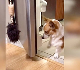 Пес принес пиво хозяину и стал звездой Сети