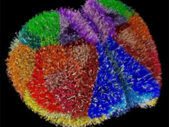 Суперкомп'ютер створив найреалістичніший віртуальний мозок