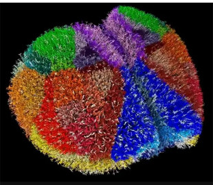 Суперкомп'ютер створив найреалістичніший віртуальний мозок