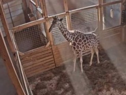 У прямому ефірі. Тисячі користувачів мережі дочекалися народження жирафа в Нью-Йорку