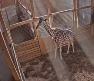 У прямому ефірі. Тисячі користувачів мережі дочекалися народження жирафа в Нью-Йорку