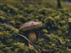 У Вінницькій області померли двоє дітей, яких мати нагодувала грибами