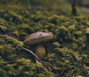 У Вінницькій області померли двоє дітей, яких мати нагодувала грибами