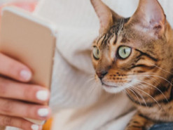 В Канаде придумали приложение для оценки настроения кота 