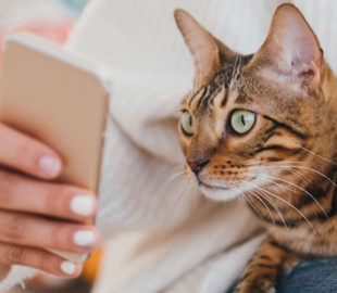 В Канаде придумали приложение для оценки настроения кота 