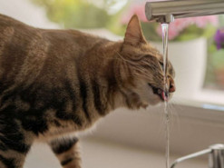 Кот неумело пил воду: видео стало вирусным