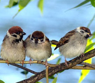 Поведінка риб та птахів допомагає у розробці дронів