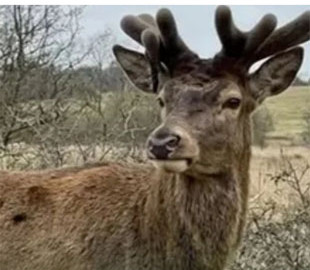 Суд покарав водійку, яка збила відомого у соцмережах оленя Бориса