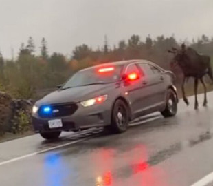 В Канаде гуляющего лося сопровождала полицейская машина с мигалками