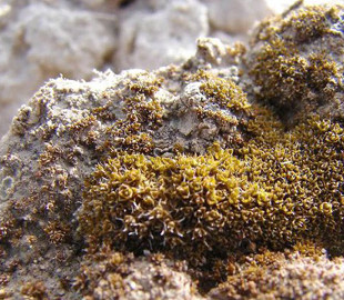 Вчені знайшли мох, який здатний вижити на Марсі