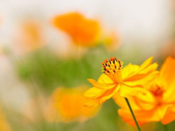 Гороскоп на 9 вересня для всіх знаків зодіаку: день, коли нас переслідуватимуть спокуси