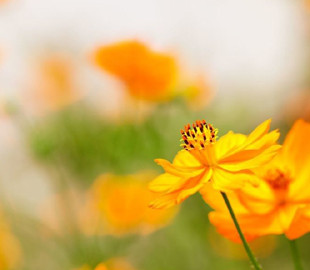 Гороскоп на 9 вересня для всіх знаків зодіаку: день, коли нас переслідуватимуть спокуси