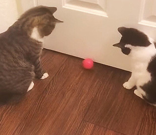 Игра двух кошек-подружек с шариком позабавила интернет