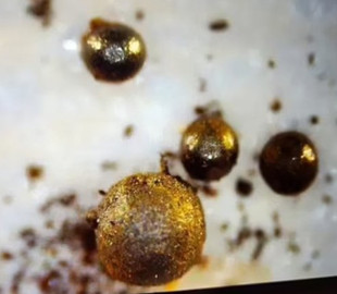 Учений із Гарварду каже, що знайшов інопланетні об'єкти на Землі: їх сотні в Тихому океані