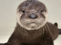 Очаровательный детеныш выдры покорил пользователей соцсетей