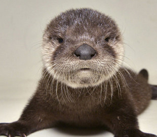 Очаровательный детеныш выдры покорил пользователей соцсетей