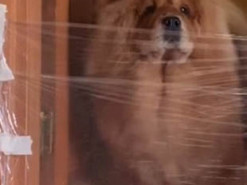 Новий флешмоб, в якому люди мило розігрують своїх песиків, став хітом мережі