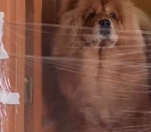 Новий флешмоб, в якому люди мило розігрують своїх песиків, став хітом мережі