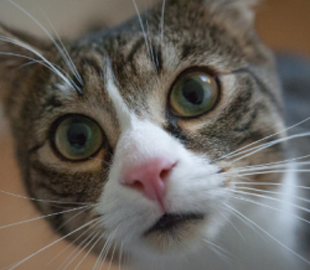 Японские ученые создали переводчик с «кошачьего» языка
